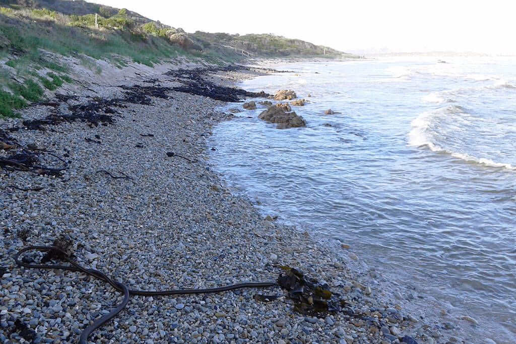 Una playa de piedras con algas y rocas, que da a aguas tranquilas.