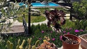 Zona de piscina amb vistes a les muntanyes, envoltada de plantes en testos i mobiliari d'exterior.
