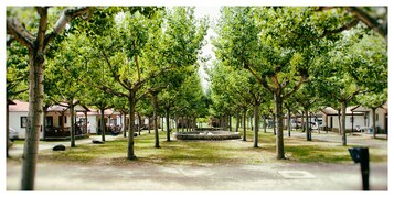 Un parque con filas de árboles y edificios pequeños con techos rojos.