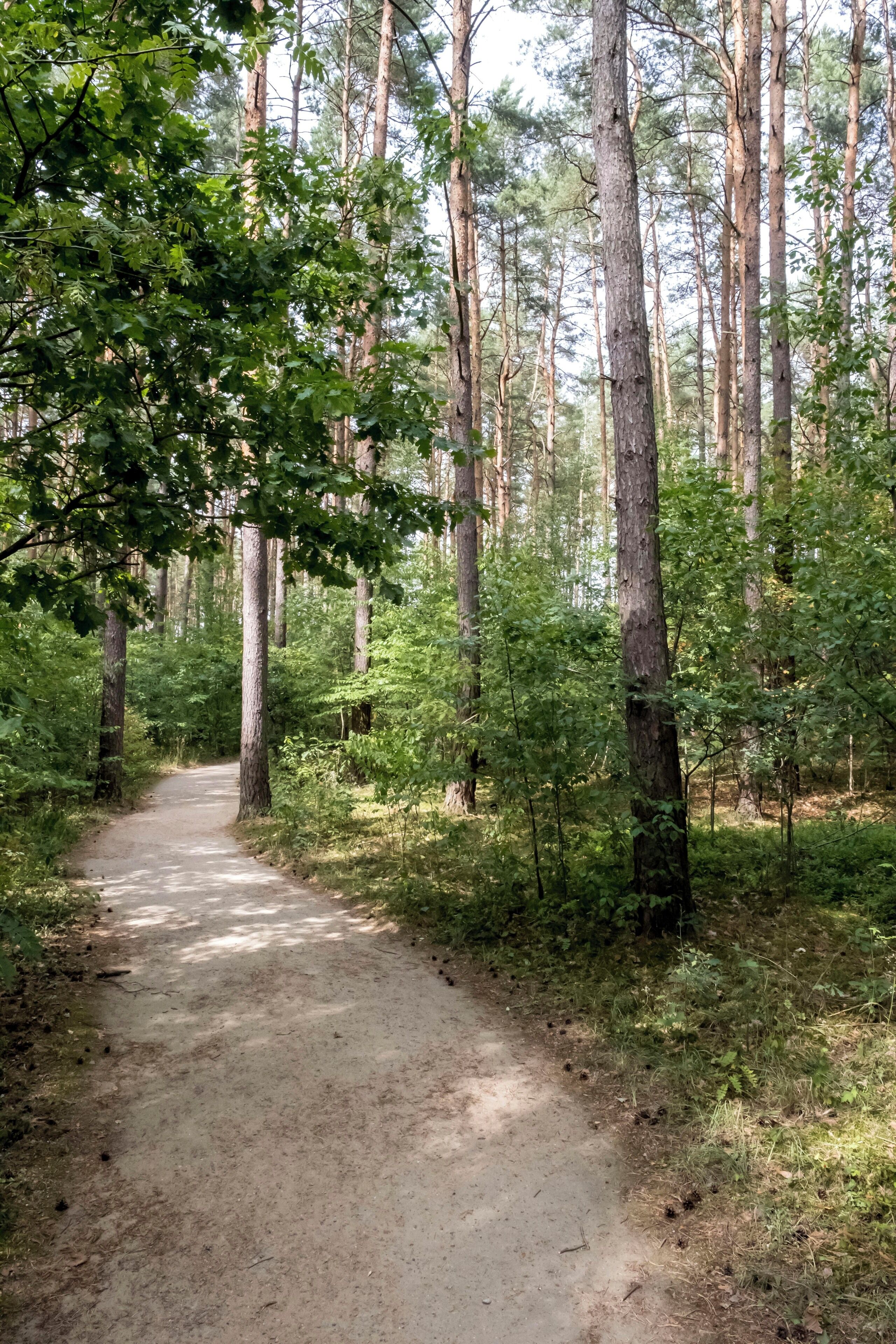 Une zone boisée avec un sentier de terre.