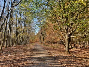 Un sendero en el bosque flanqueado por árboles.