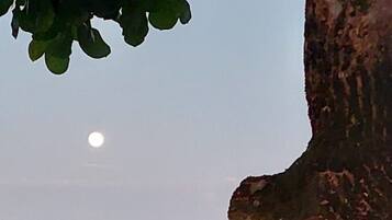 A rocky beach with a tree in the foreground and a moon in the sky.