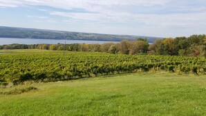Viñedos con hileras de vides y un lago al fondo.