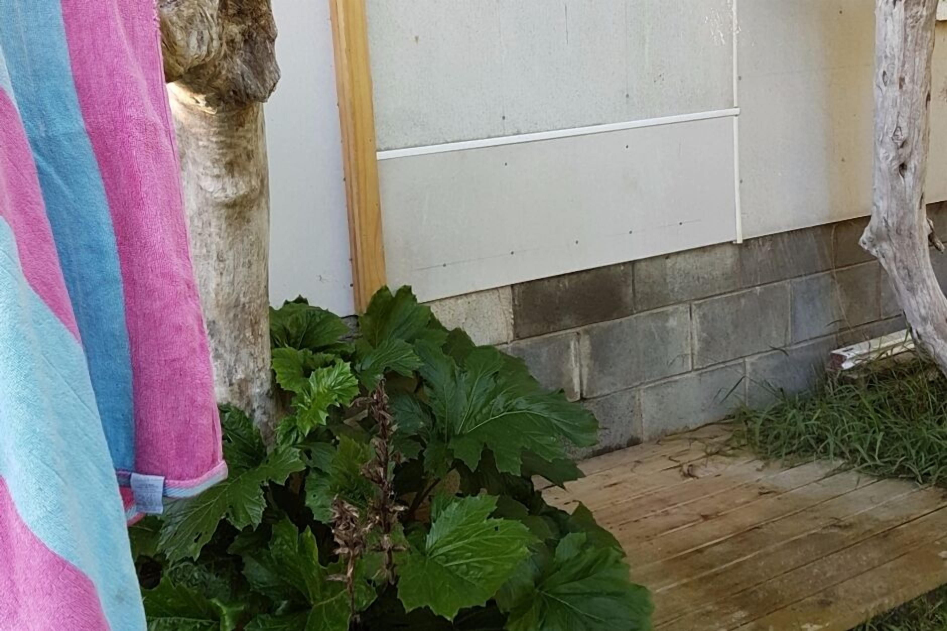 Een houten terras met een plant op de voorgrond en een witte muur op de achtergrond.