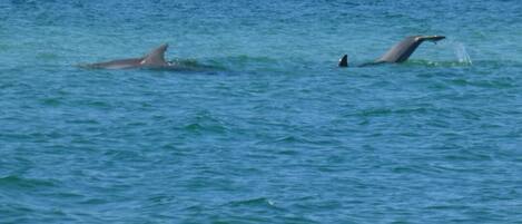 Plage, chaises longues, serviettes de plage