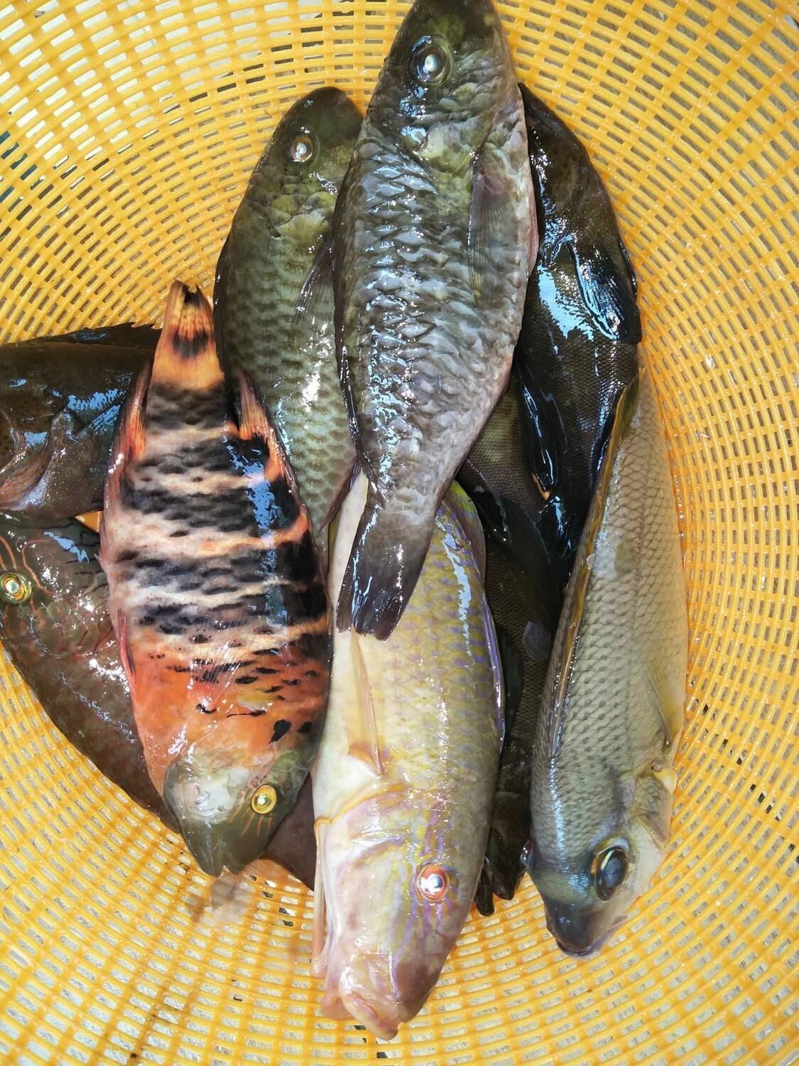A basket containing several fish.