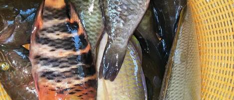 A basket containing several fish.