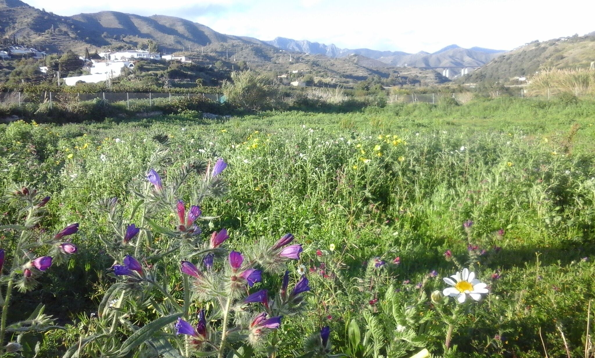 A field with purple flowers and a white flower in the foreground, with mountains in the background.