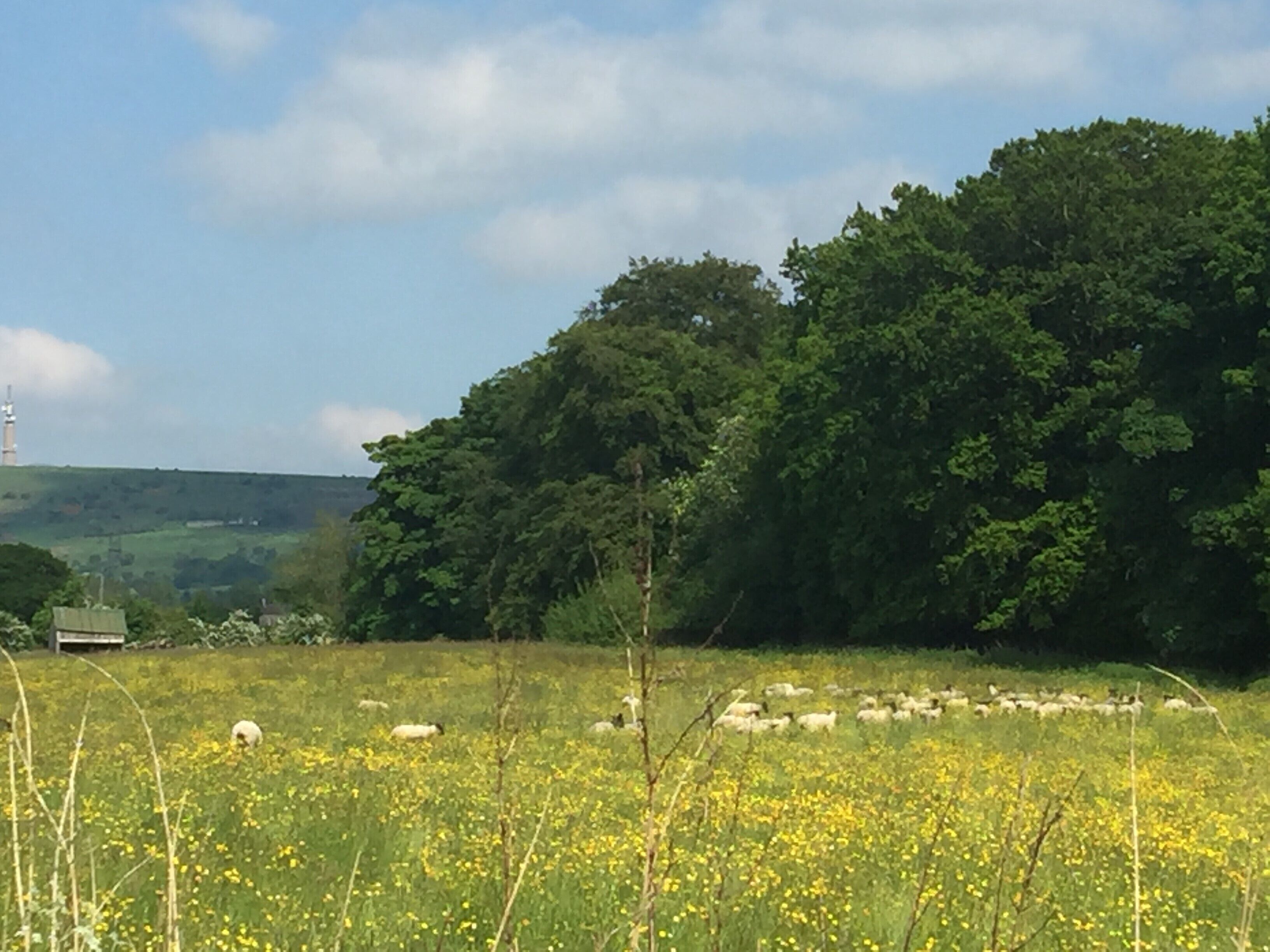 A field with sheep grazing, a hill with dense trees, and a small building in the background.