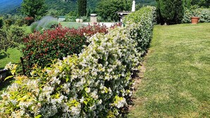 A garden with various plants and a pathway. - Villa with pool and garden (Città di Castello)