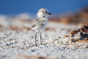 Imagen sin descripción, 5 de 33, botón