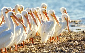 On the beach, sun loungers, beach towels