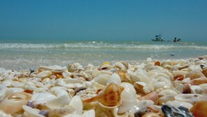 Ein Strand mit einer Vielfalt an Muscheln im Vordergrund und einem Boot im Wasser im Hintergrund.
