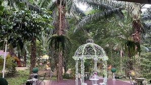 An outdoor garden with a white gazebo, surrounded by lush greenery and palm trees.