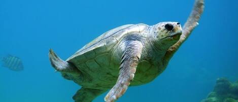 Une tortue de mer nageant sous l’eau.