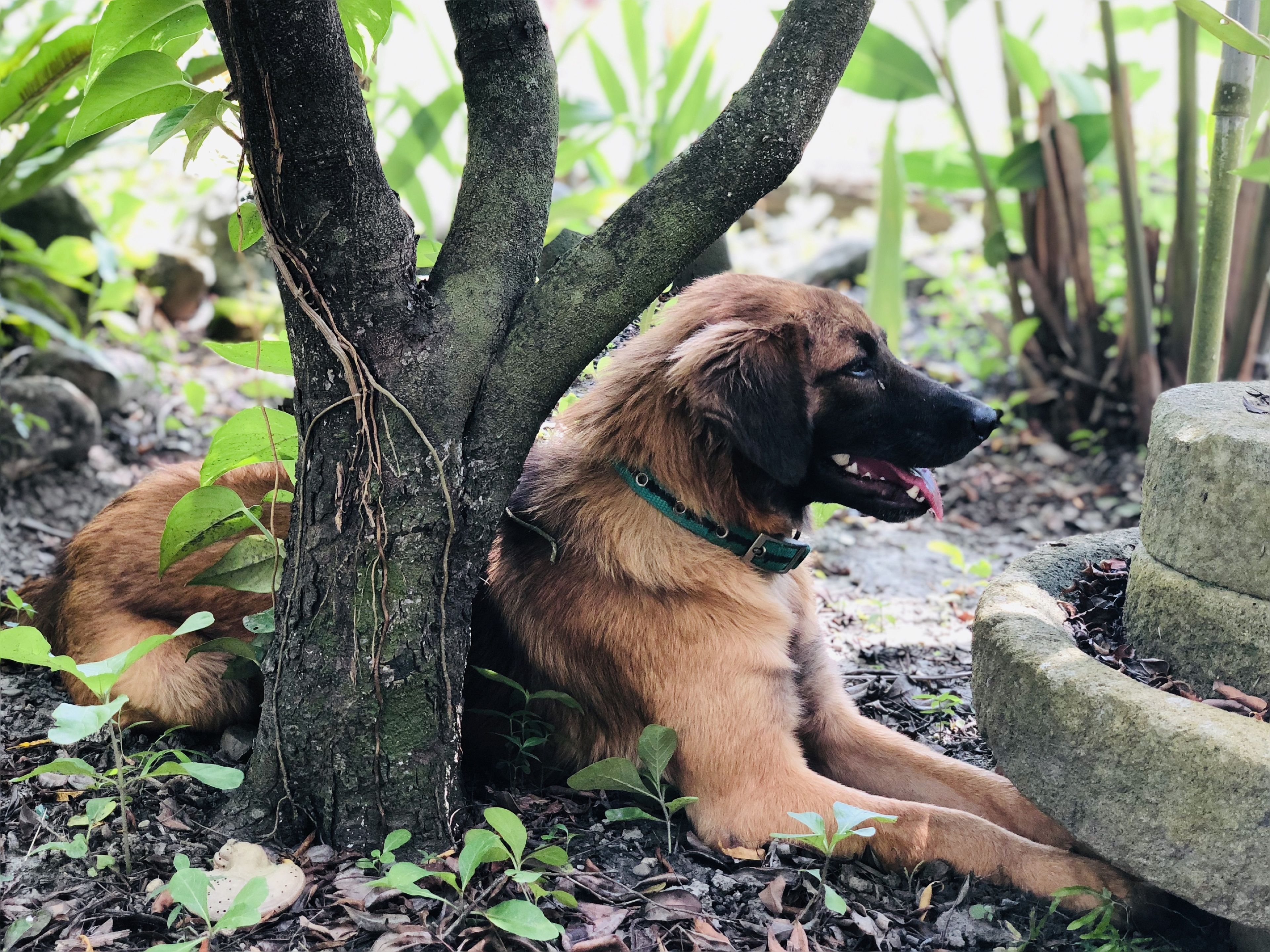 Un chien se repose à l’ombre d’un arbre, dans un environnement naturel parsemé de rochers et de feuillage.