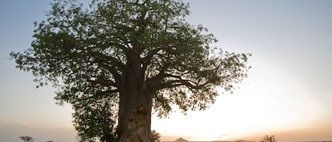 A large tree in a natural landscape.