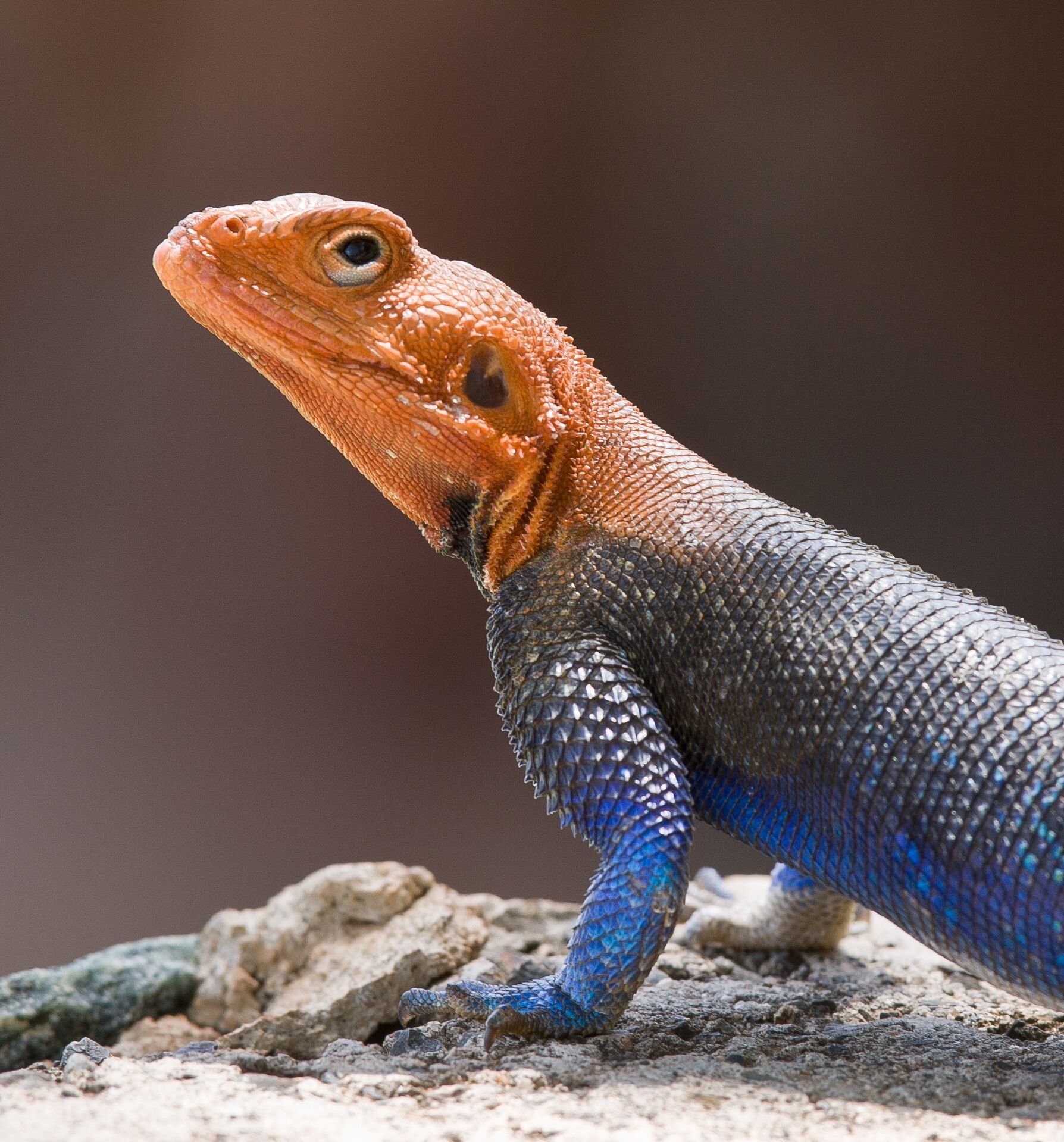 A lizard with orange and blue scales on a rocky surface.