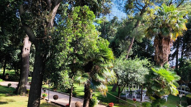 A garden with various trees and potted plants.