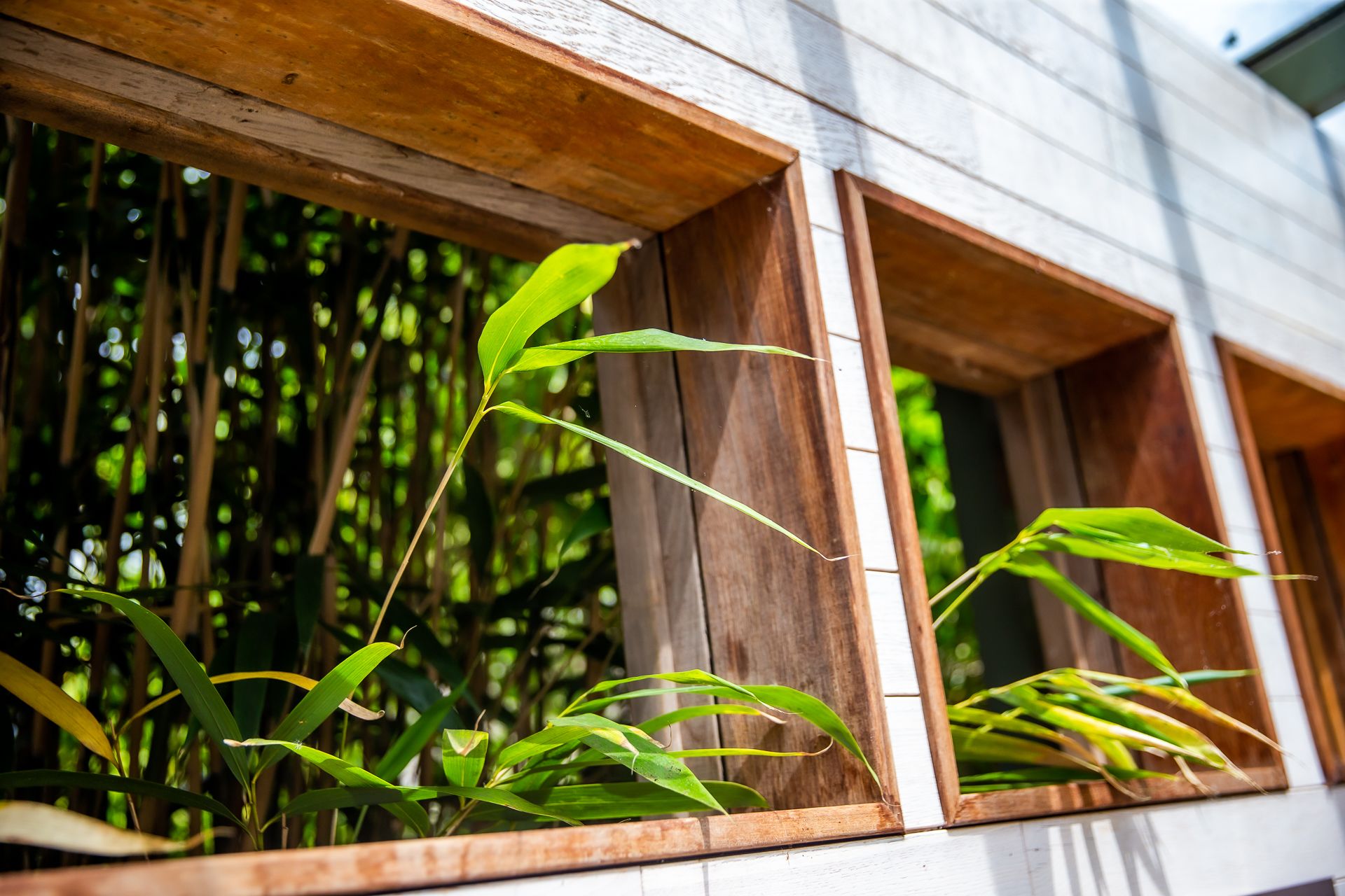 A wooden window frame with green foliage inside.