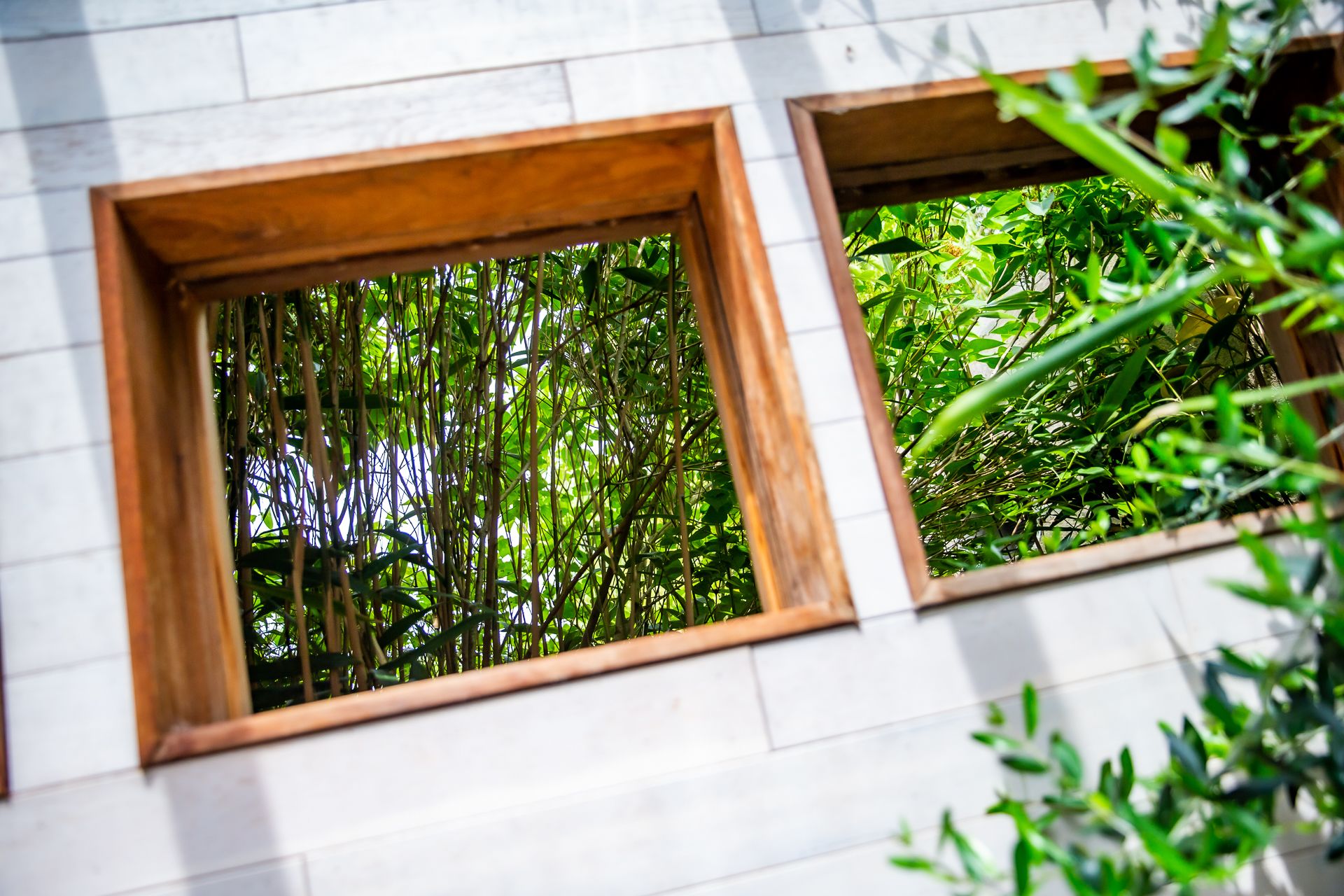 A window with a wooden frame and a view of dense green foliage.