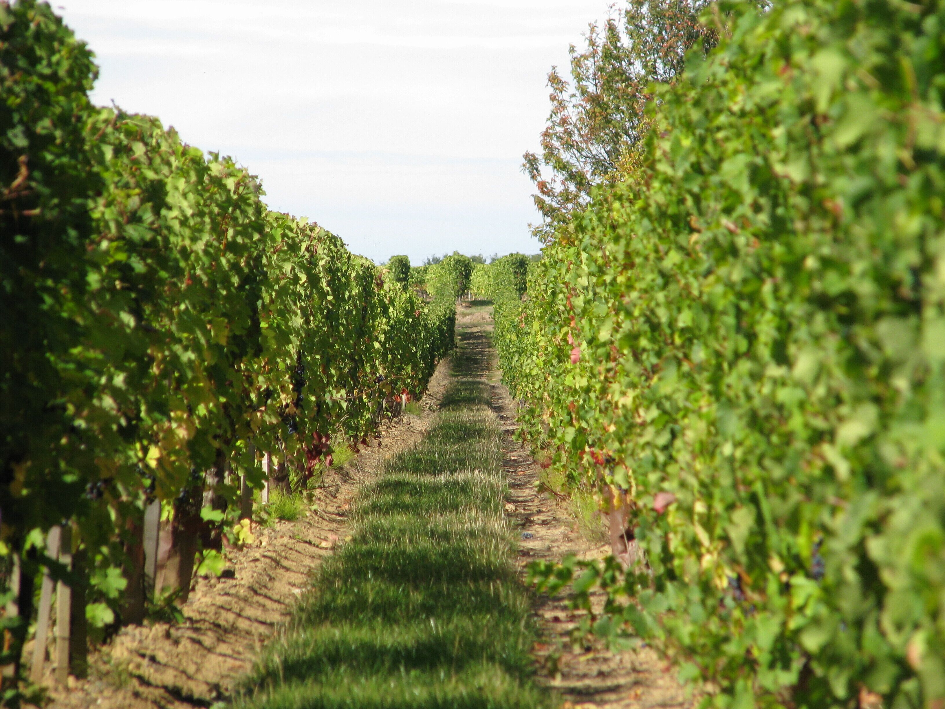 A vineyard with rows of grapevines extending into the distance.