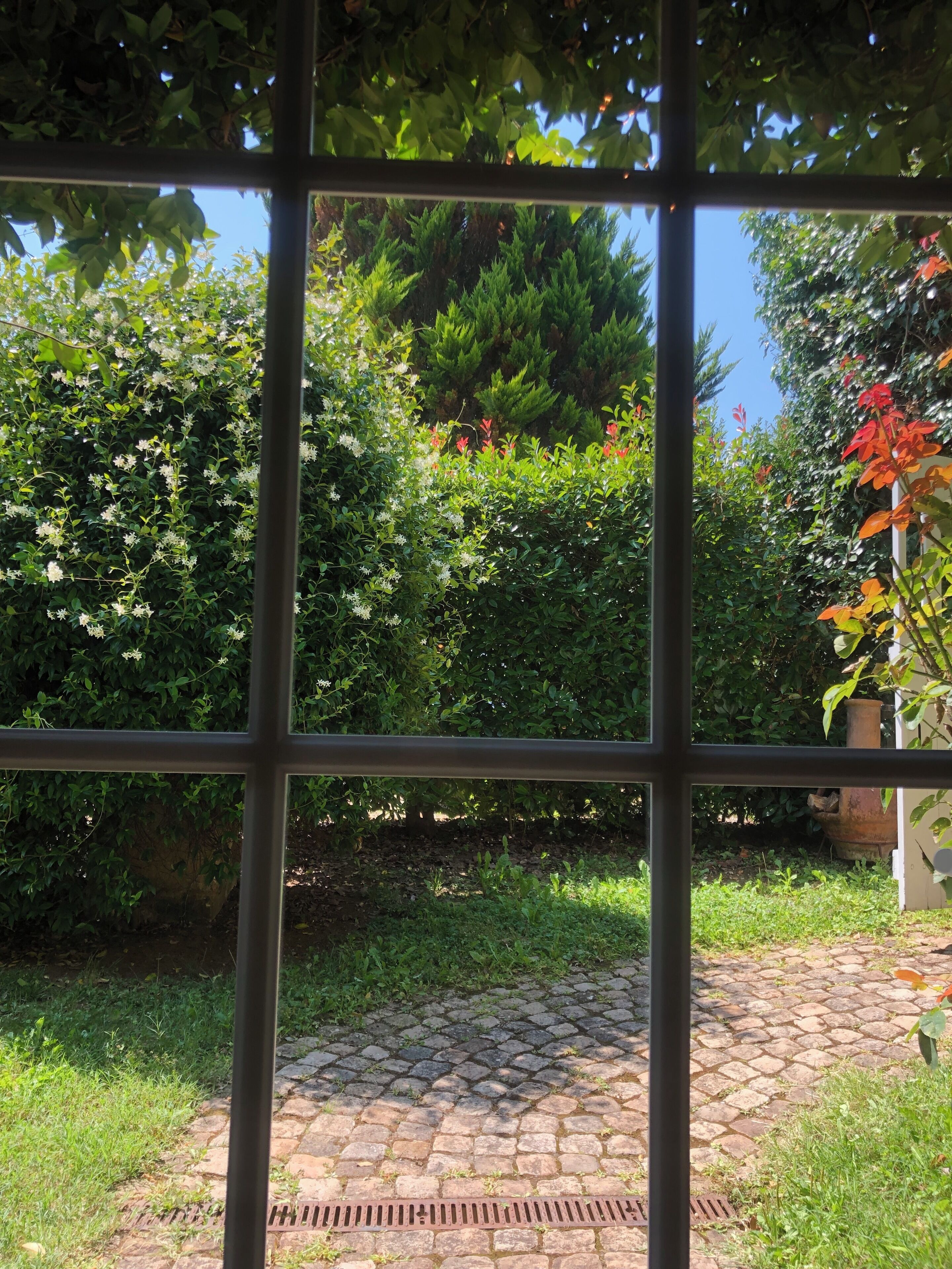 A garden view through a window with a brick pathway, dense foliage, and a variety of plants.