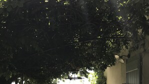 Un patio al aire libre con mesa y sillas, rodeado de follaje y vistas al campo.