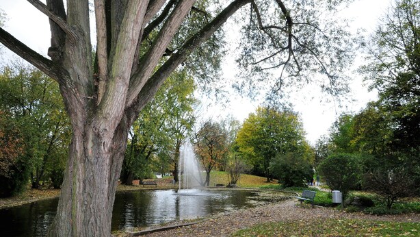 Un parque con un estanque, un árbol grande y una fuente.