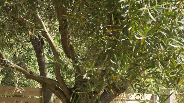 A wooden table and two chairs under a tree in a garden setting. - Villa Kodria (Lefkada)