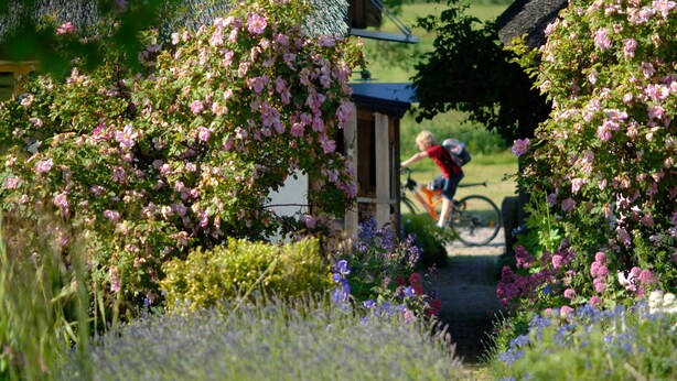 Ein Garten mit blühenden Blumen und einer hölzernen Struktur.