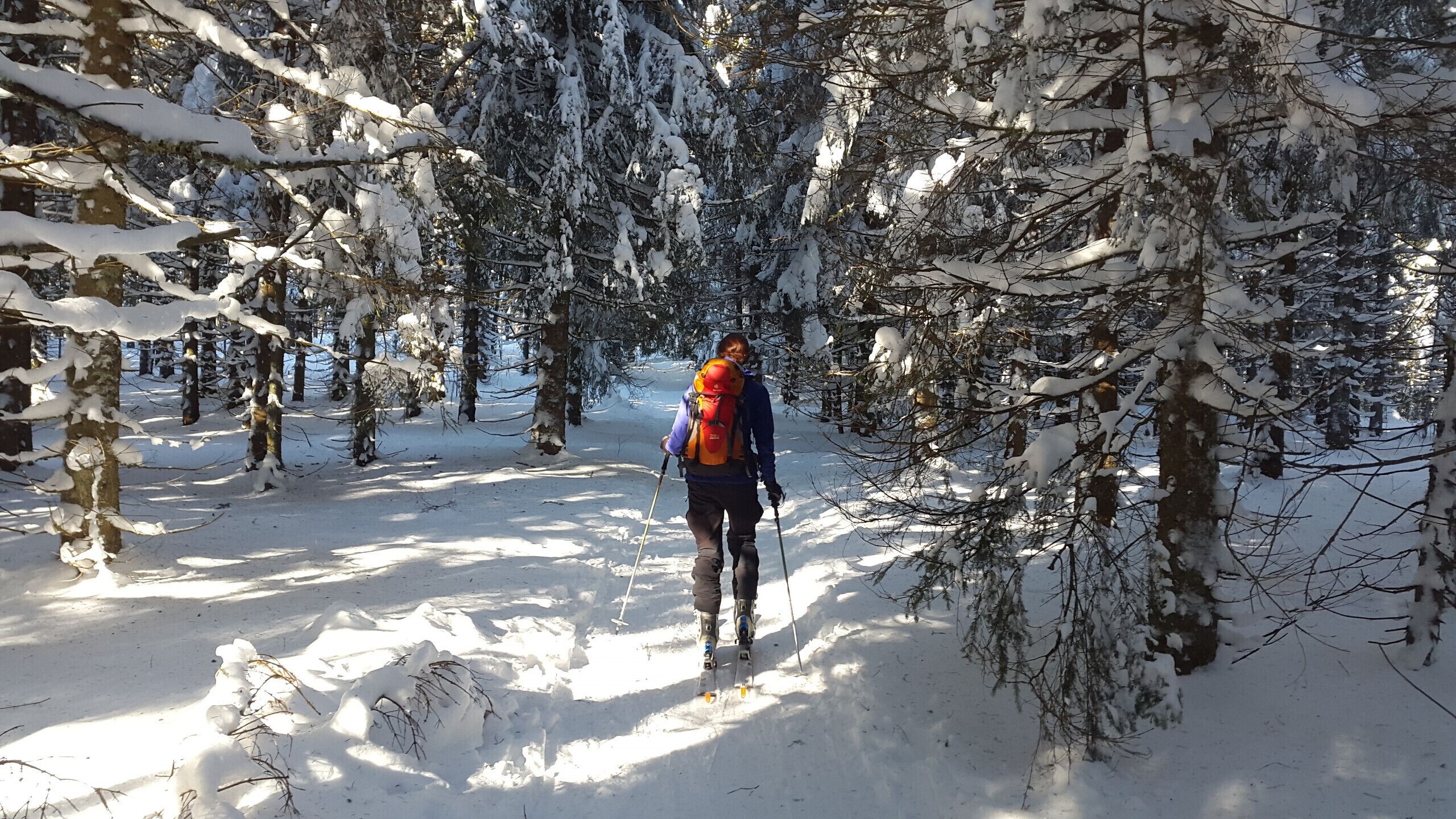 Un sentier enneigé à travers une forêt, où l’on aperçoit une personne faisant du ski.