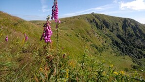A mountainous landscape with wildflowers and a clear sky.