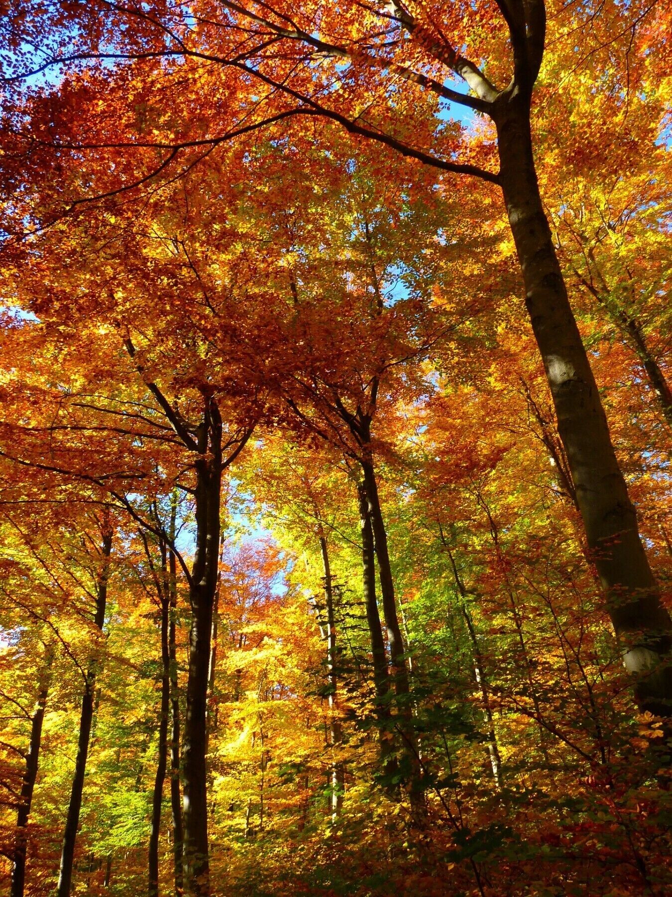 Une forêt avec de grands arbres et un feuillage dense.