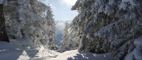 A snow-covered forest with dense trees and a clear sky.
