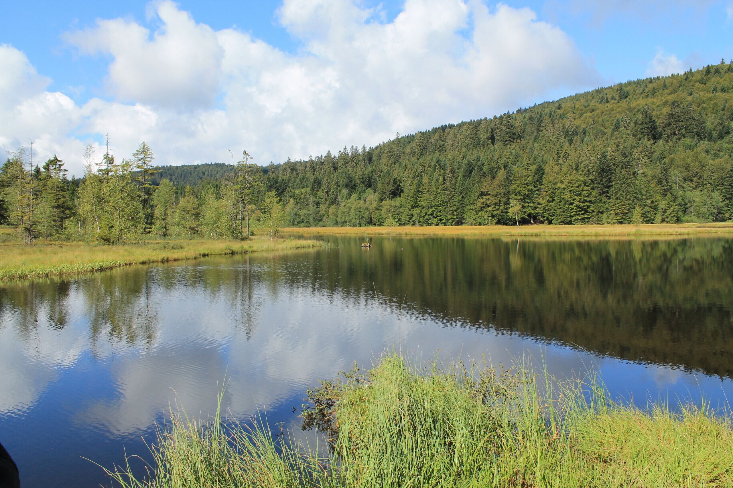 A calm lake surrounded by dense forest and a clear sky.