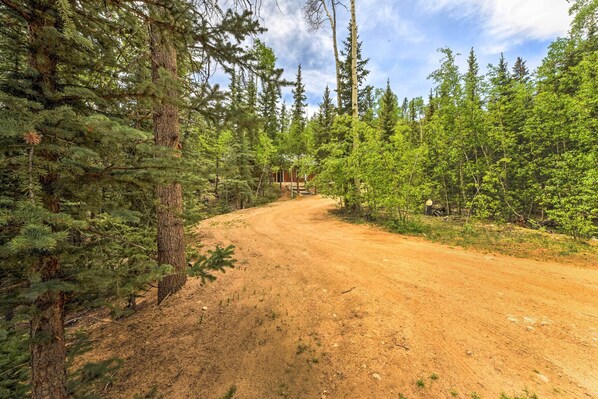 A dirt road winding through a forest with tall trees. - 'Bobcat Trail Cabin' on 3 Acres in Como! (Como)