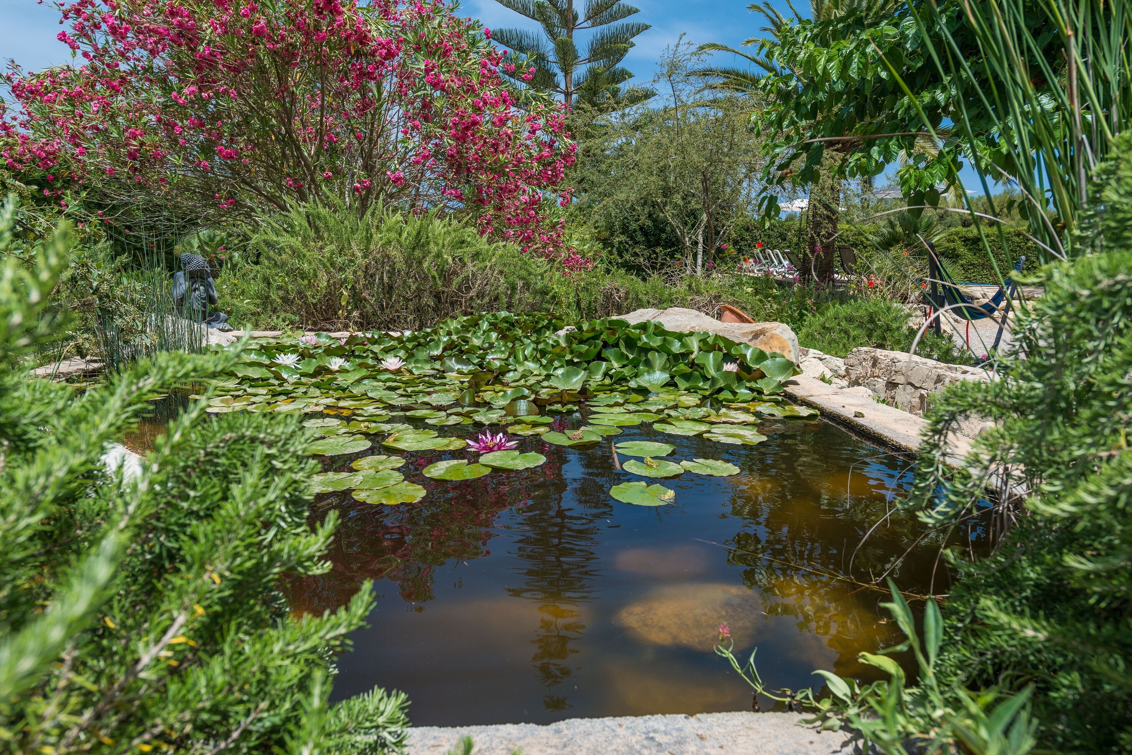 A garden with a pond, surrounded by various plants and flowers.