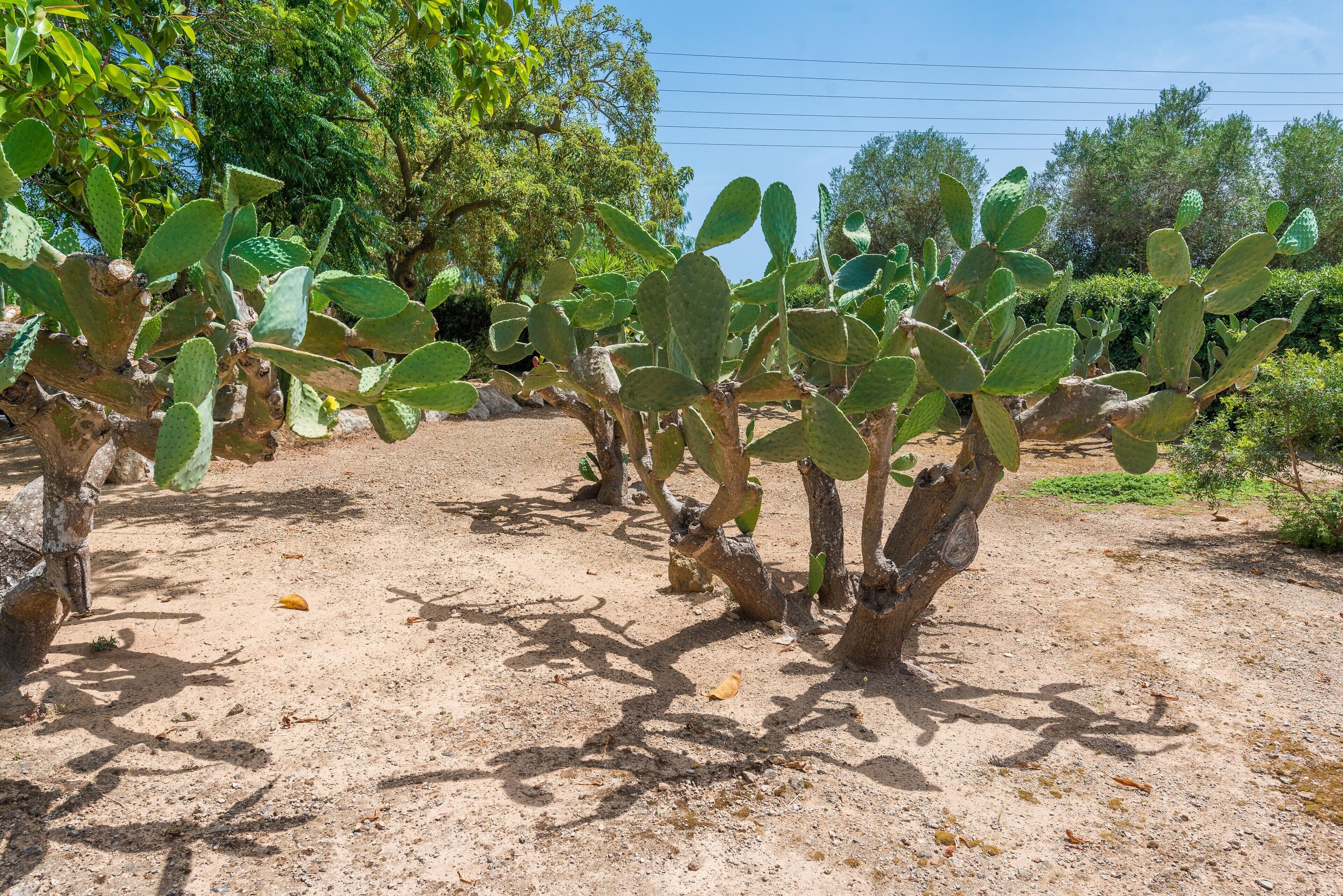 A cactus garden with multiple cacti and a dirt ground.