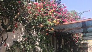 A garden with a pergola covered in flowering vines and a table with chairs underneath. - Syds Guesthouse I (Praia)