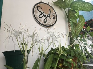 A wall with a circular sign that reads "Syd's" and several potted plants, including a large leafy plant and white flowers. - Syds Guesthouse I (Praia)