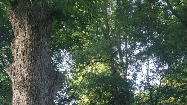 Dos sillas de metal y una mesa pequeña al aire libre, con un árbol grande al fondo.