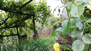 Eine Schale mit Kirschen auf einem Steinweg, umgeben von Grünpflanzen und Blumen.