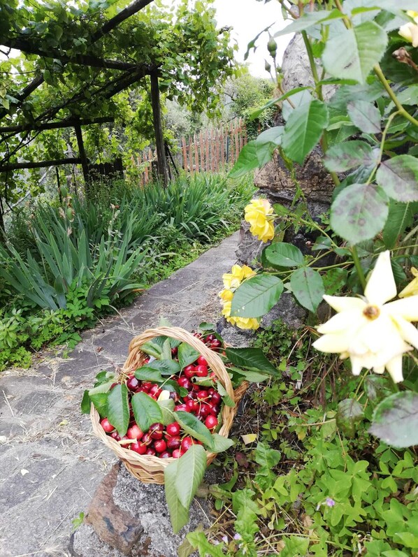 A basket of cherries on a stone path with greenery and flowers around.