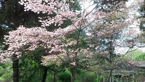 A garden with cherry blossoms, a gazebo, and a white fence. - Genesee Country Inn B&B (Mumford)