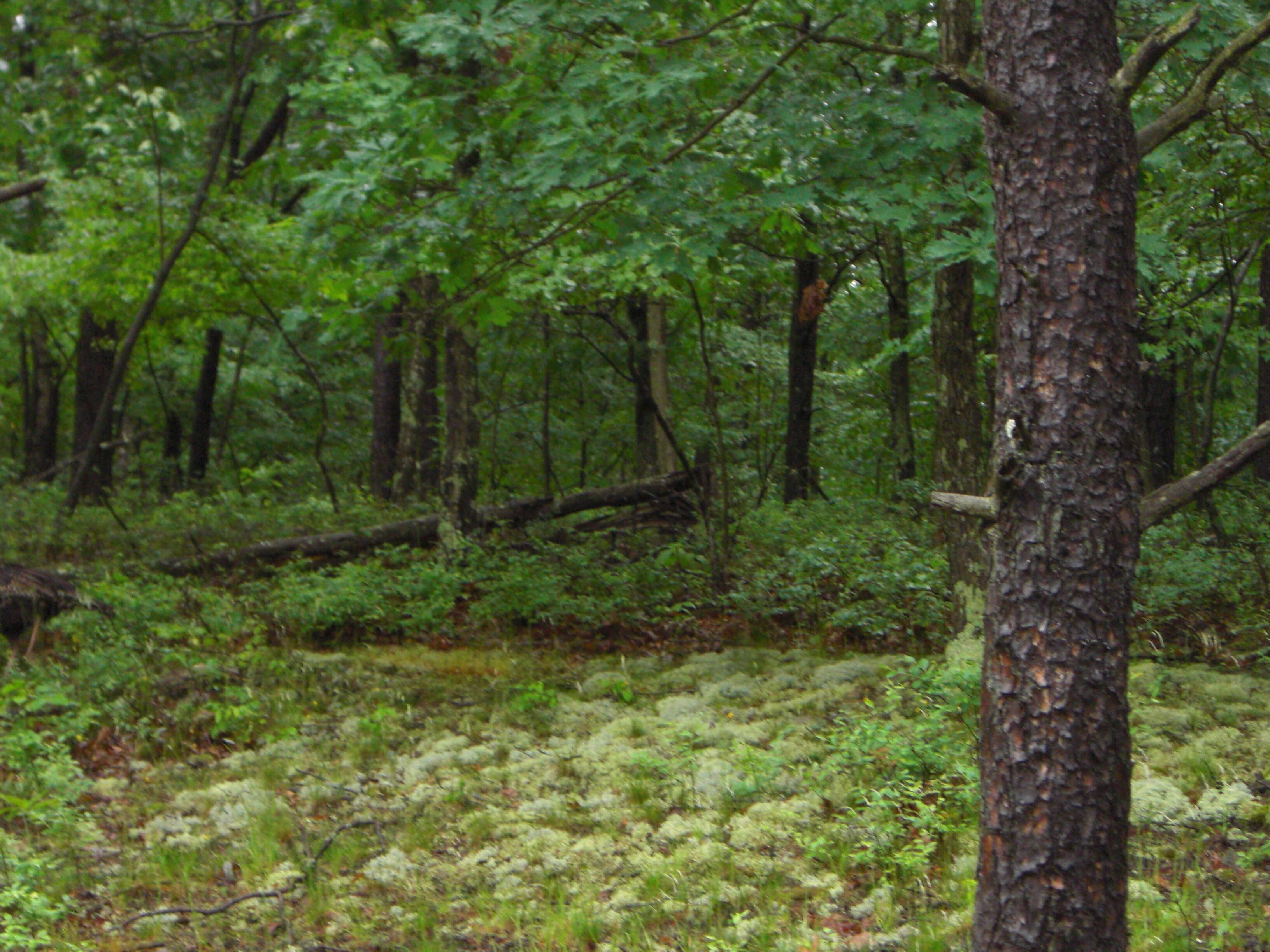 A dense forest with a variety of trees and undergrowth.