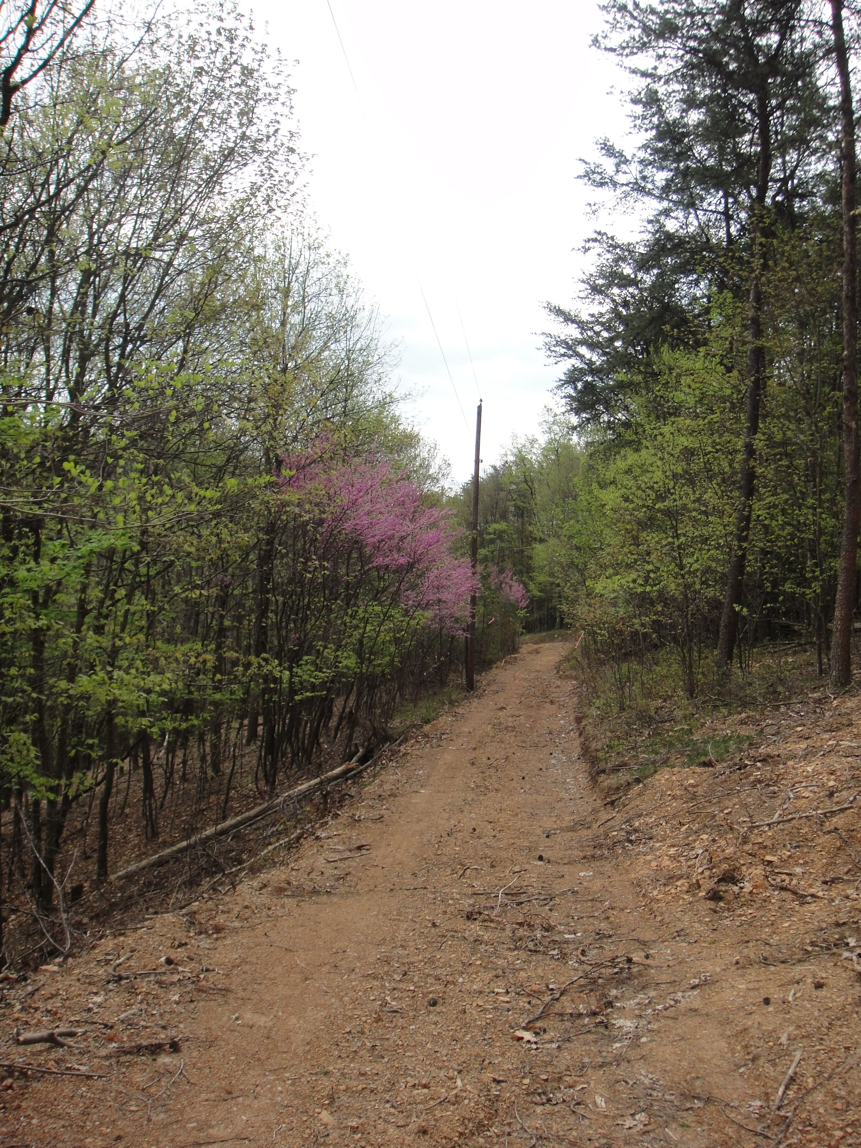 A dirt path flanked by trees and a fence, leading into a forested area.