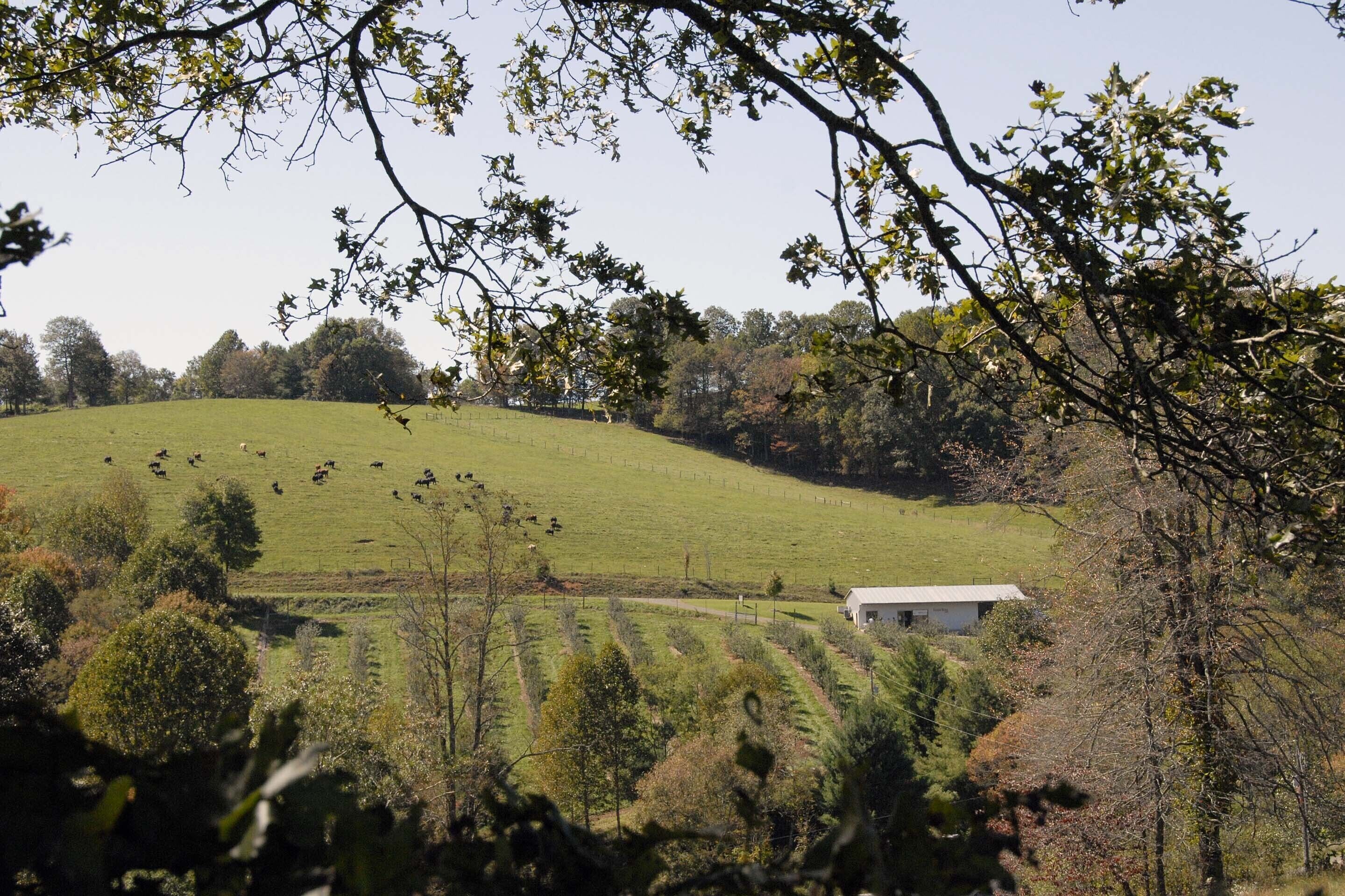 Un paysage rural avec un champ délimité par une clôture, un bâtiment blanc et des arbres.