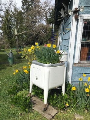 A garden with daffodils, a white planter, and a blue building with a window. - Water front property with spectacular views. (Marrowstone)