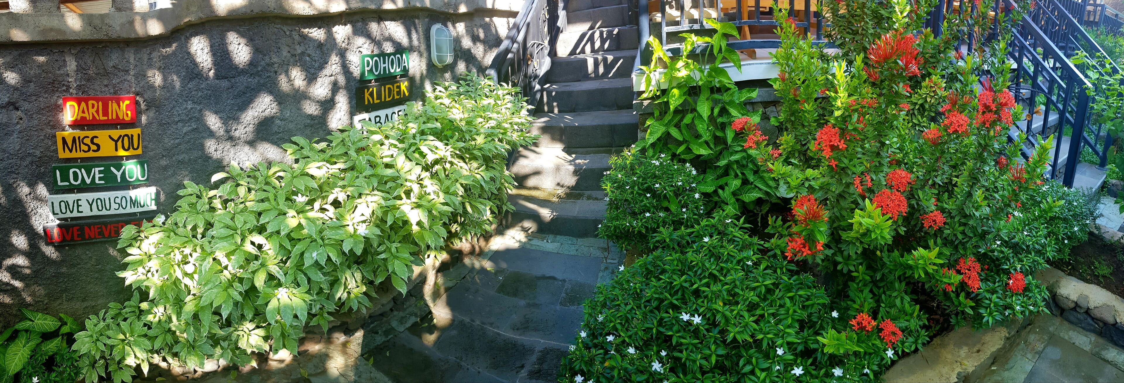 Garden view